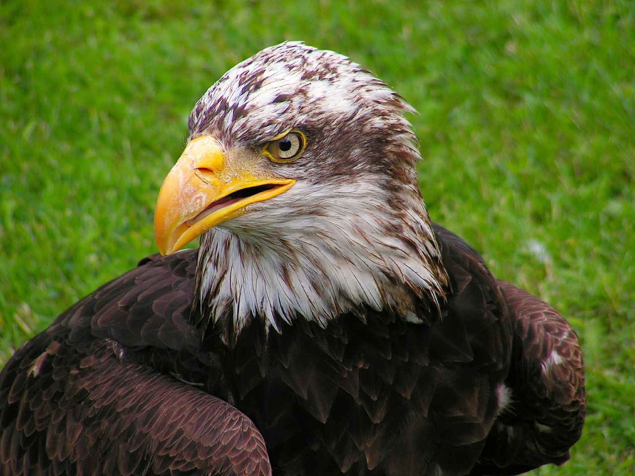 Image - bald eagle head cub eagle portrait