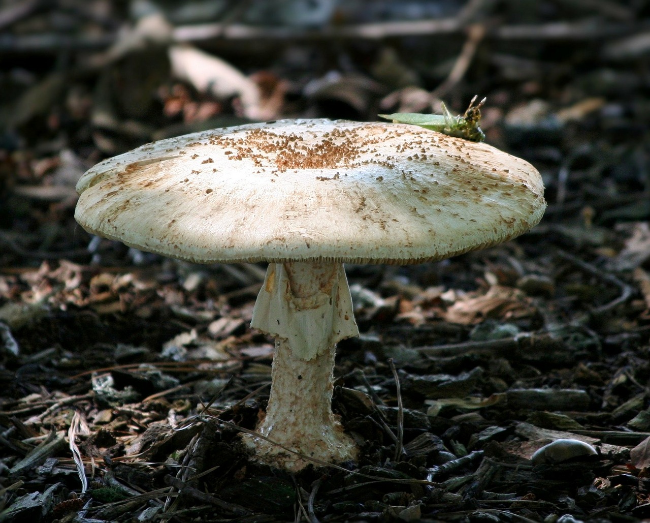 Image - mushroom toad stool fungi natural