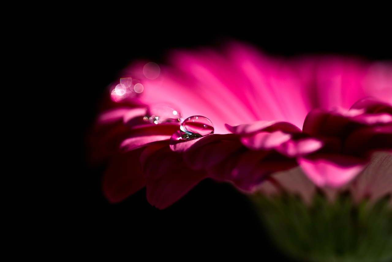 Image - gerbera blossom bloom red flower