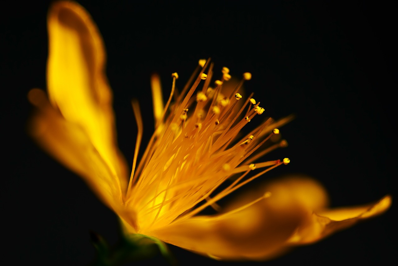 Image - macro flower nature yellow blossom