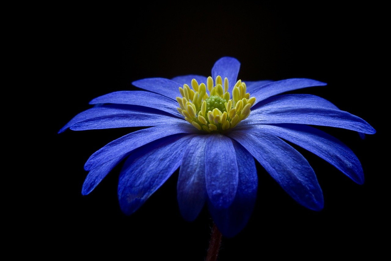 Image - balkan anemone flower blossom bloom