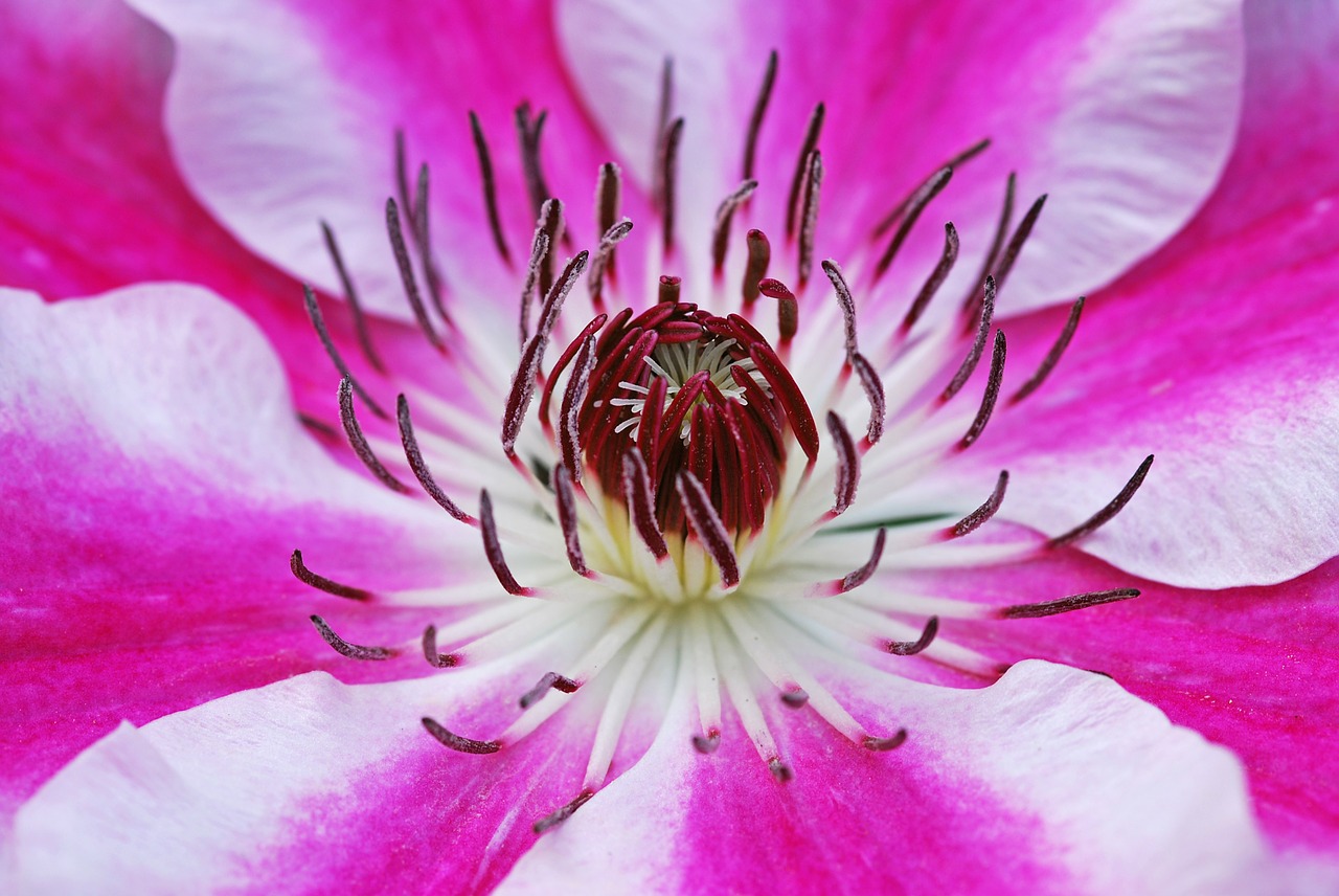 Image - clematis flowers blossom bloom