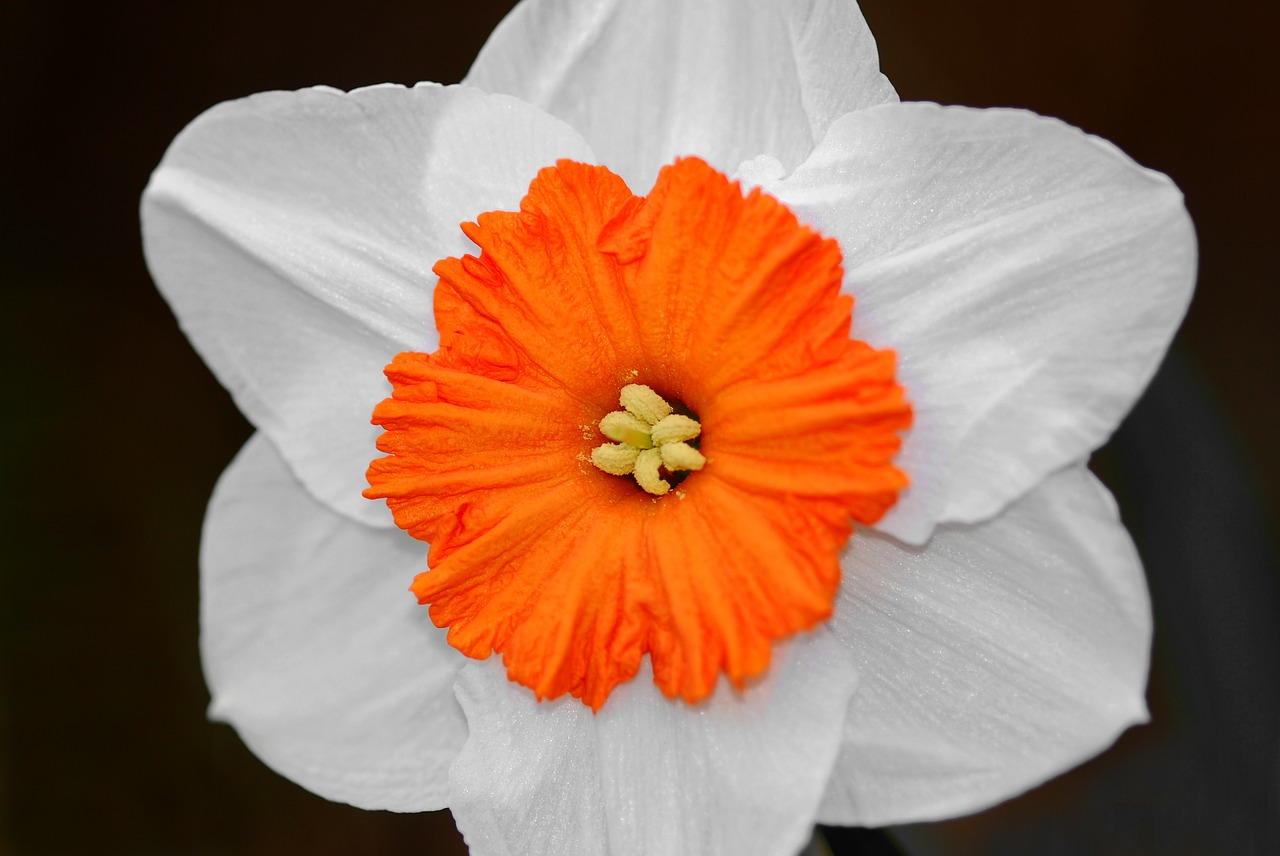 Image - daffodil bicolor flower blossom