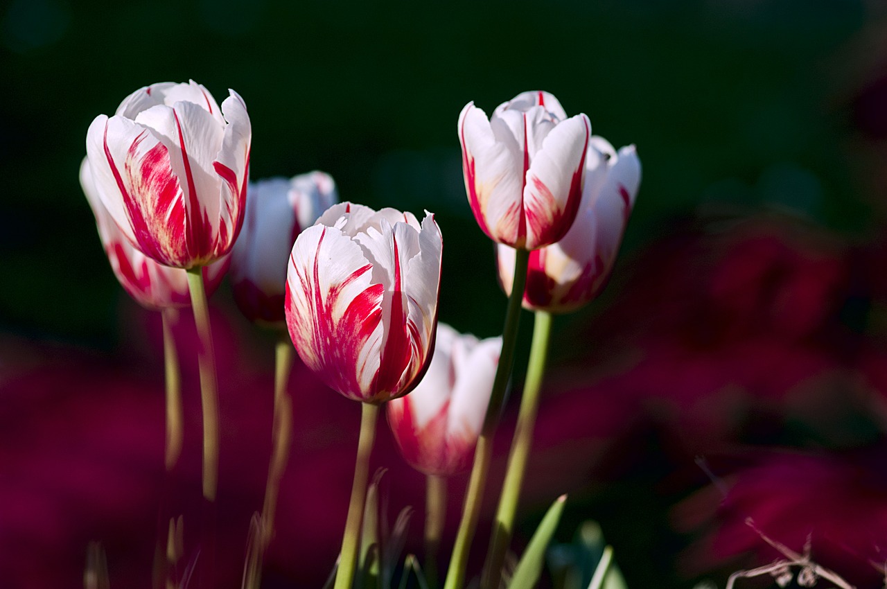 Image - tulips garden flowers color spring