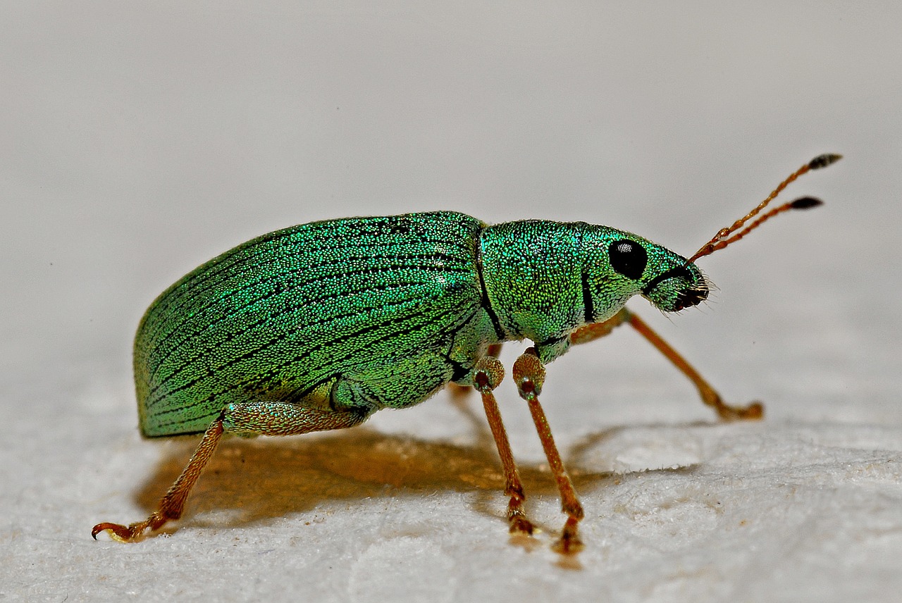 Image - weevil macro arthropod entomology