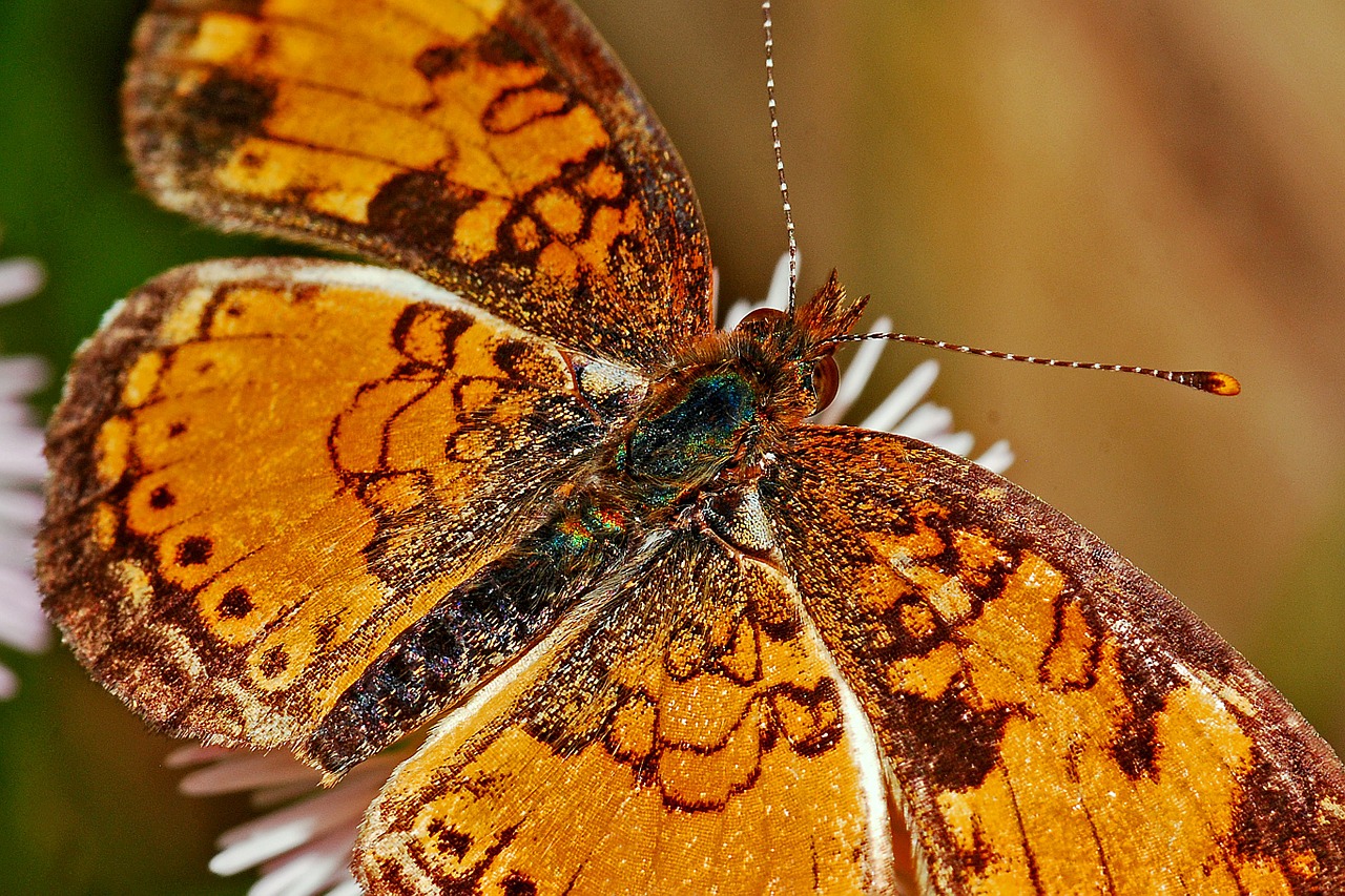 Image - butterfly macro insect nature