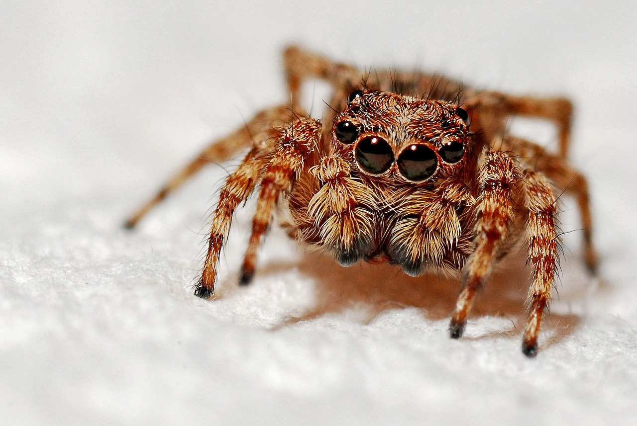 Image - spider macro insect arachnid