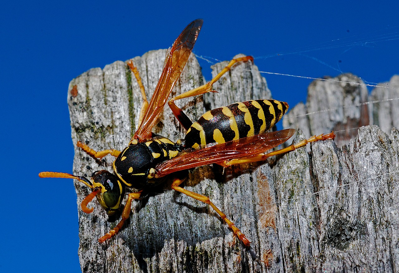 Image - wasp macro insect nature arthropod