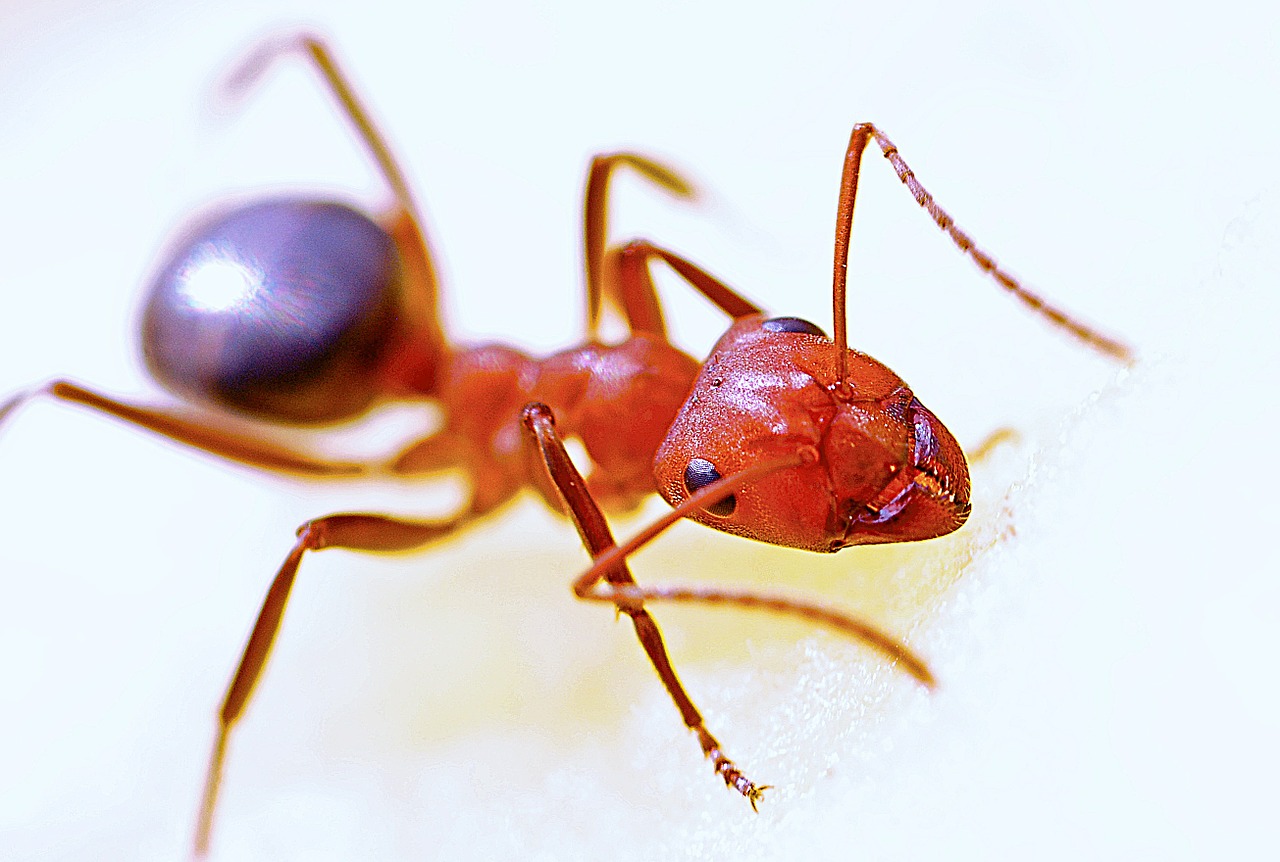 Image - ant macro insect red nature