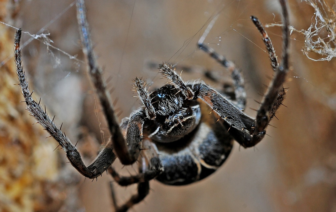 Image - spider arachnid macro insect