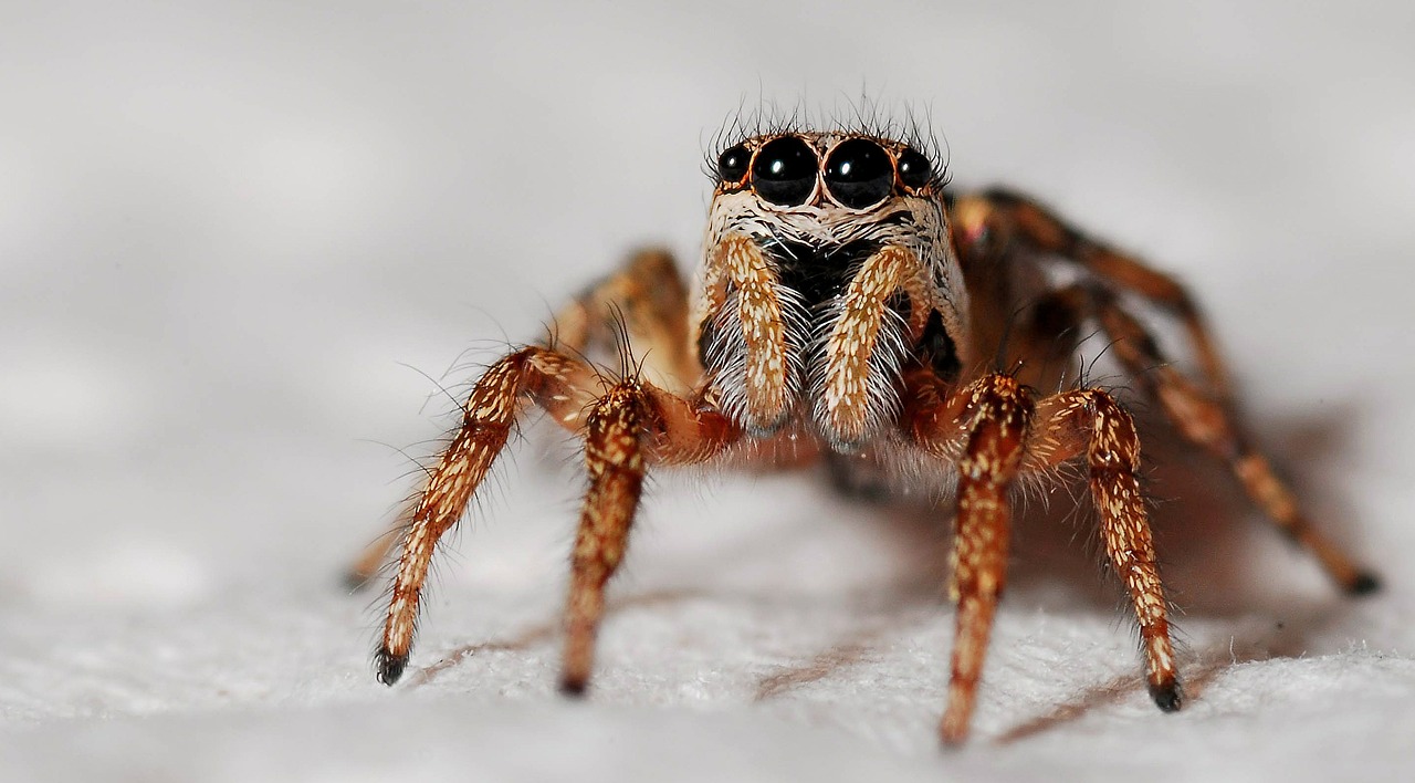 Image - spider macro zebra spider insect