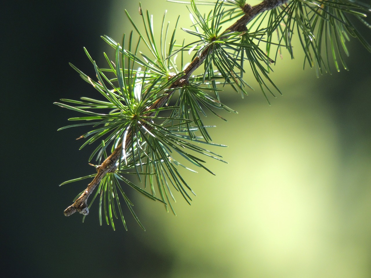 Image - larch branch nature green forest