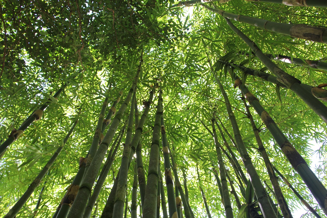 Image - bamboo bamboo forest hawaii bamboo