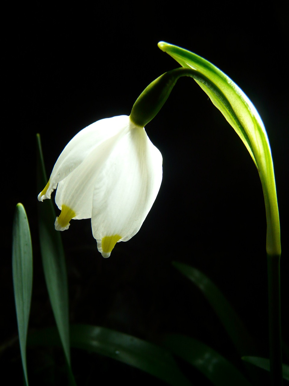 Image - snowflake flower spring blossom