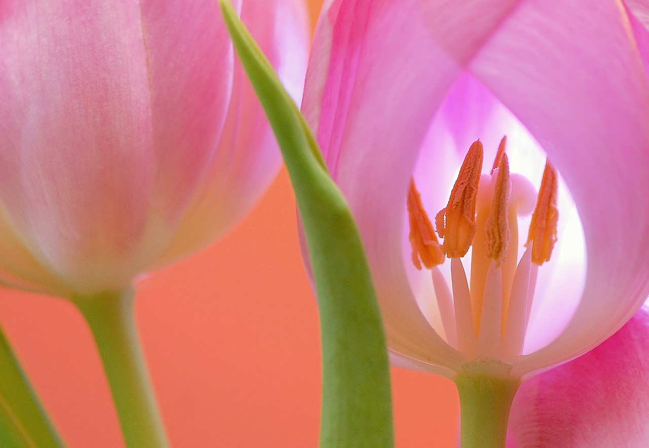 Image - tulip flower blossom bloom plant