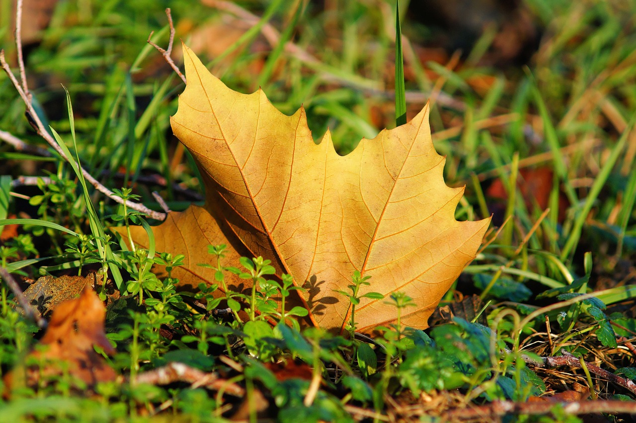 Image - maple leaf autumn leaves nature