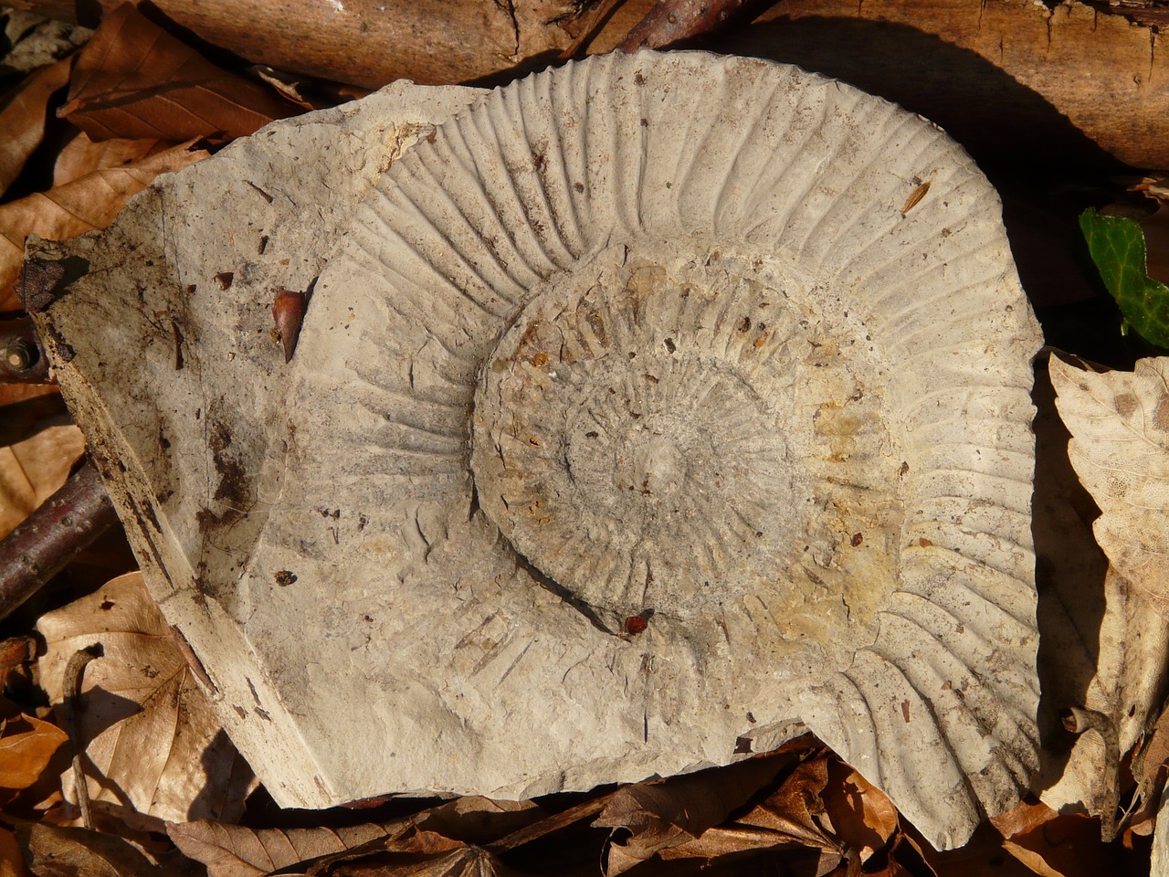 Image - petrification snail shell limestone