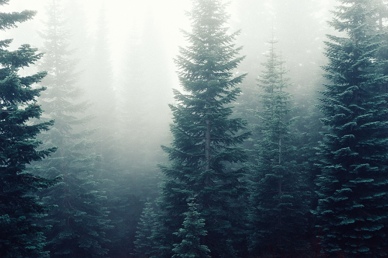 Image - fir trees fog mist forest trees