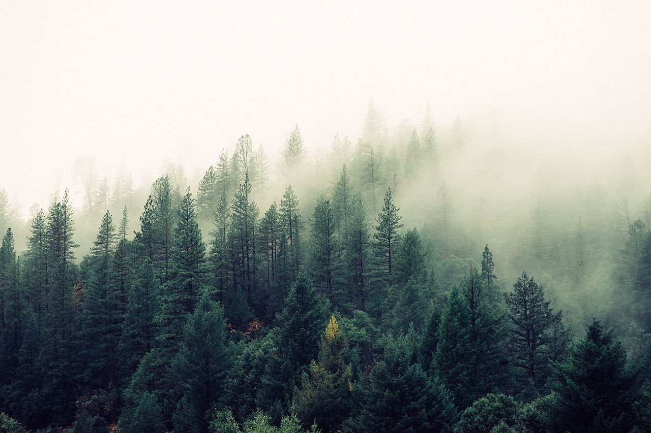 Image - fir trees fog mist forest trees