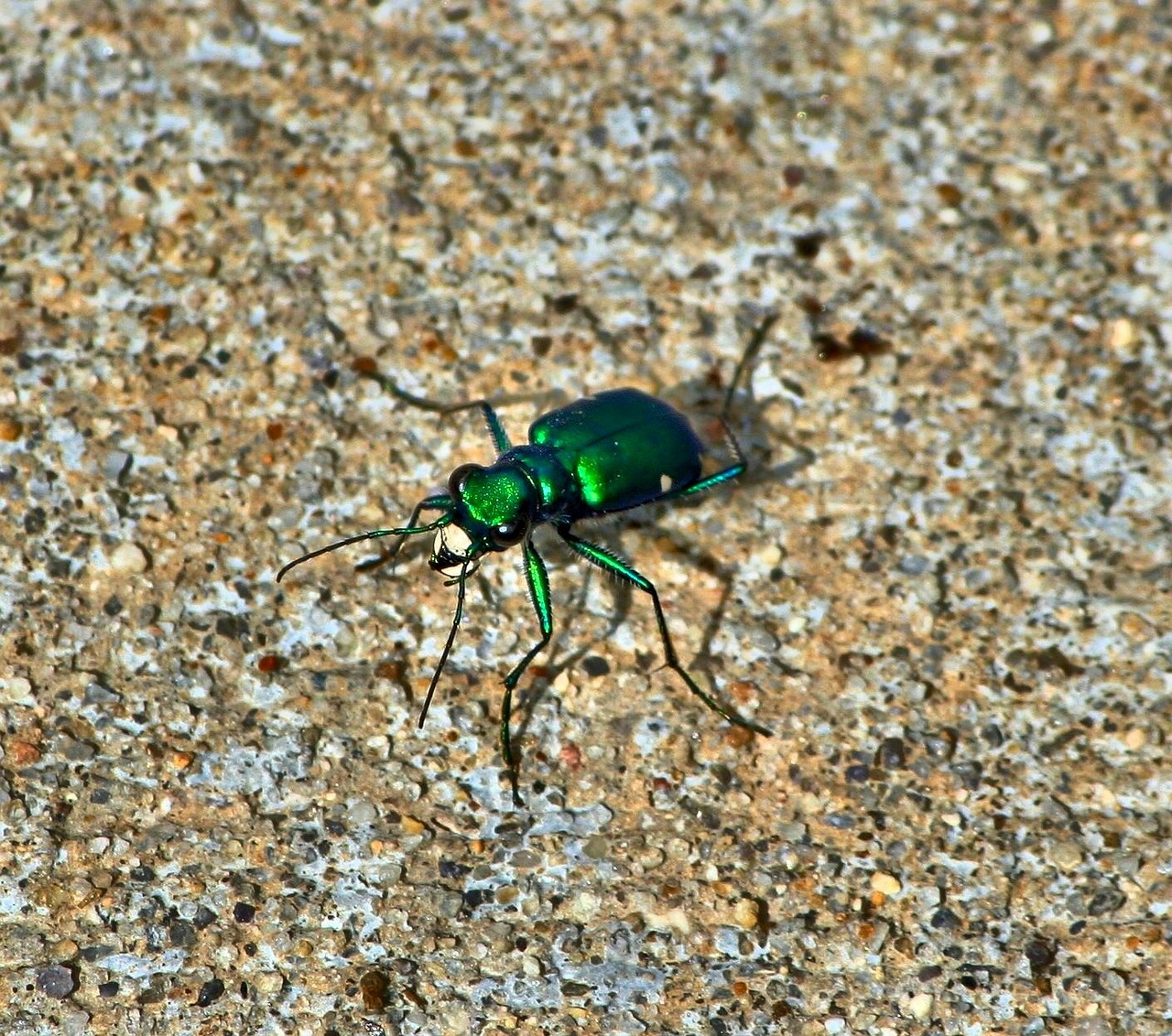 Image - six spotted tiger beetle