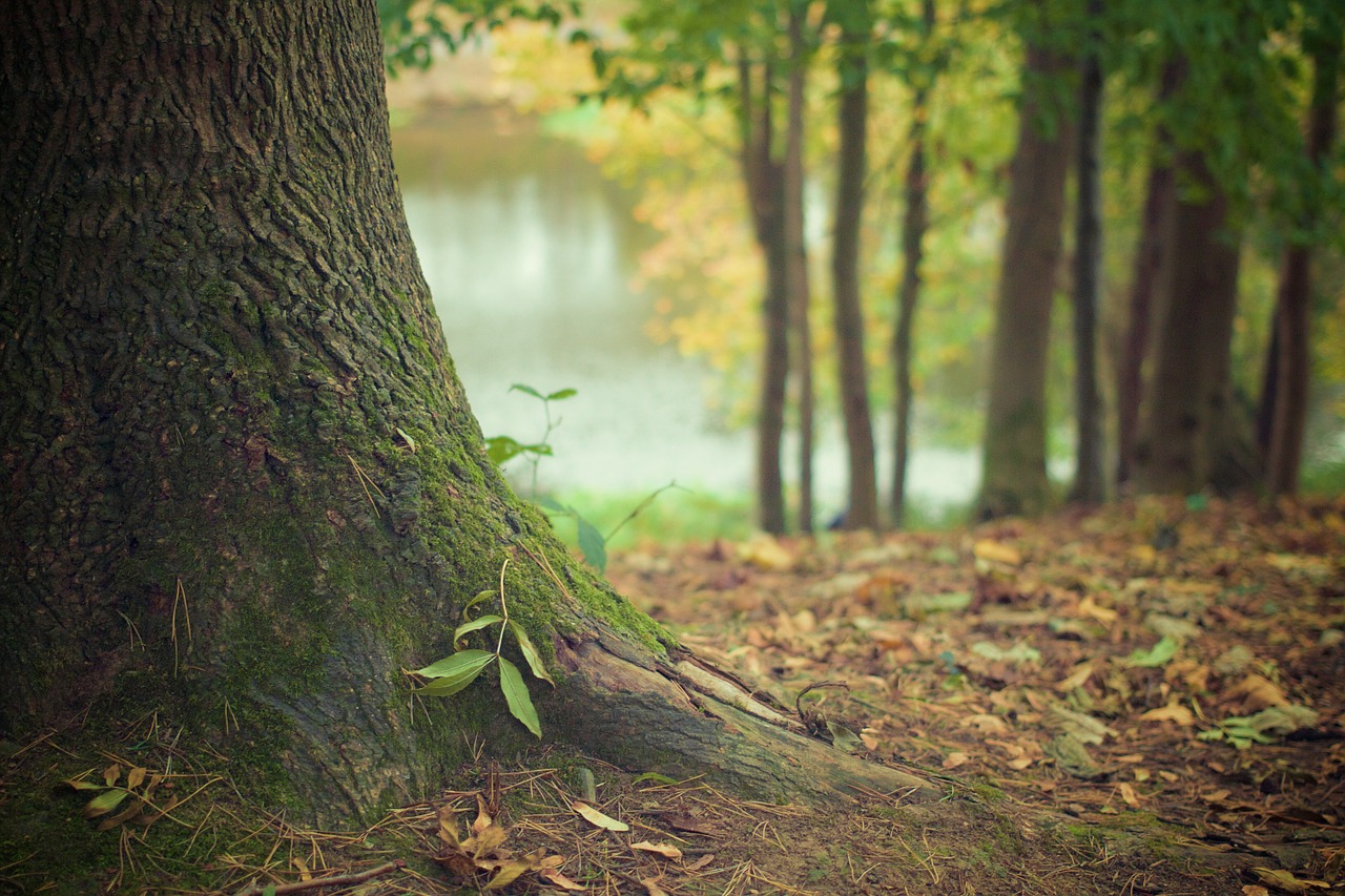 Image - tree trunk forest floor trunk roots