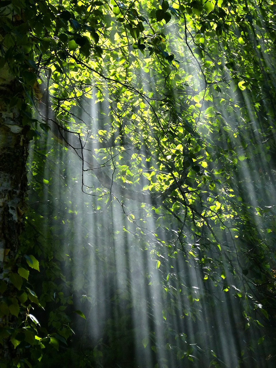 Image - forest sunbeams trees sunlight