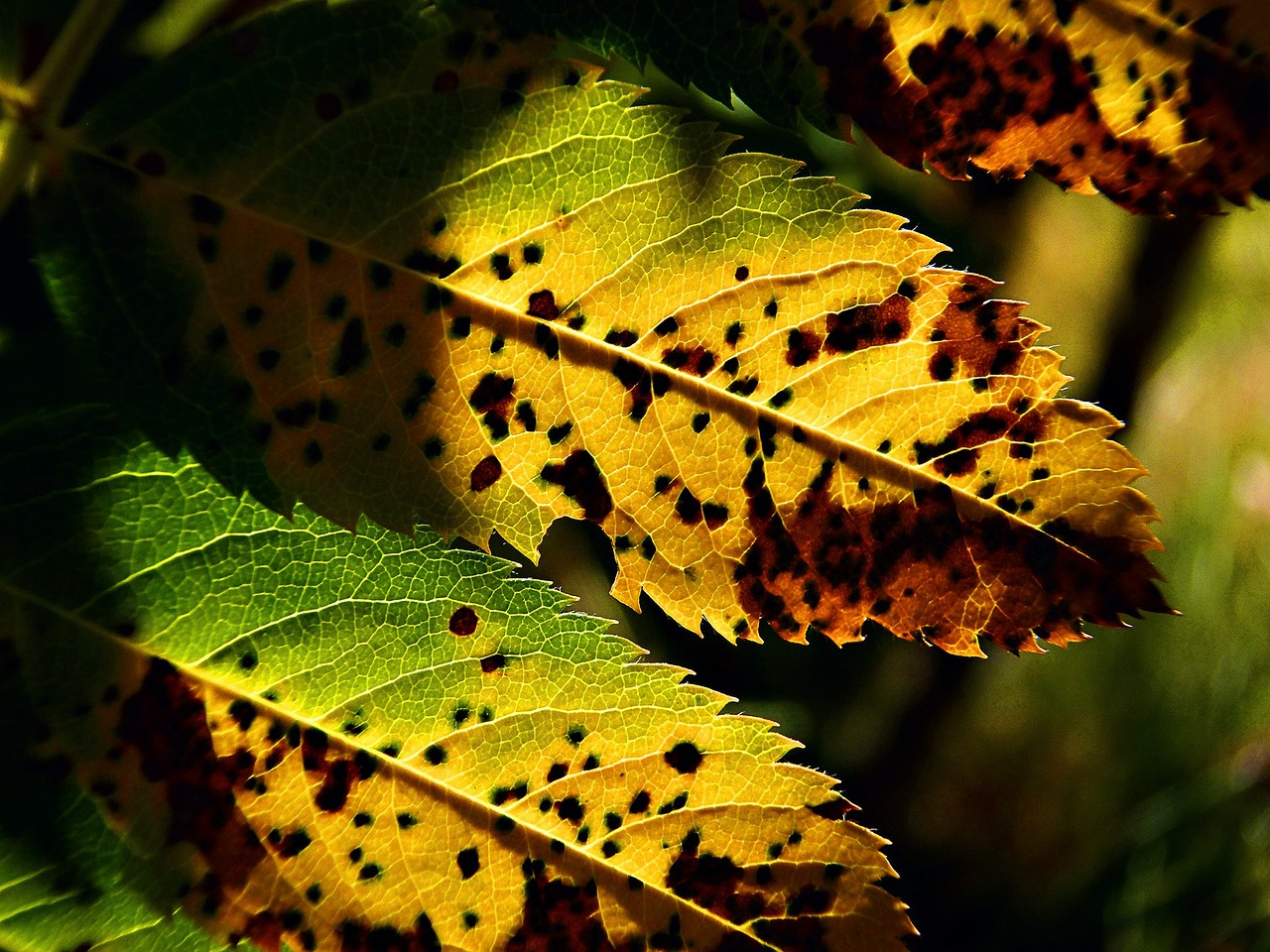 Image - fall leaves colorful autumn nature