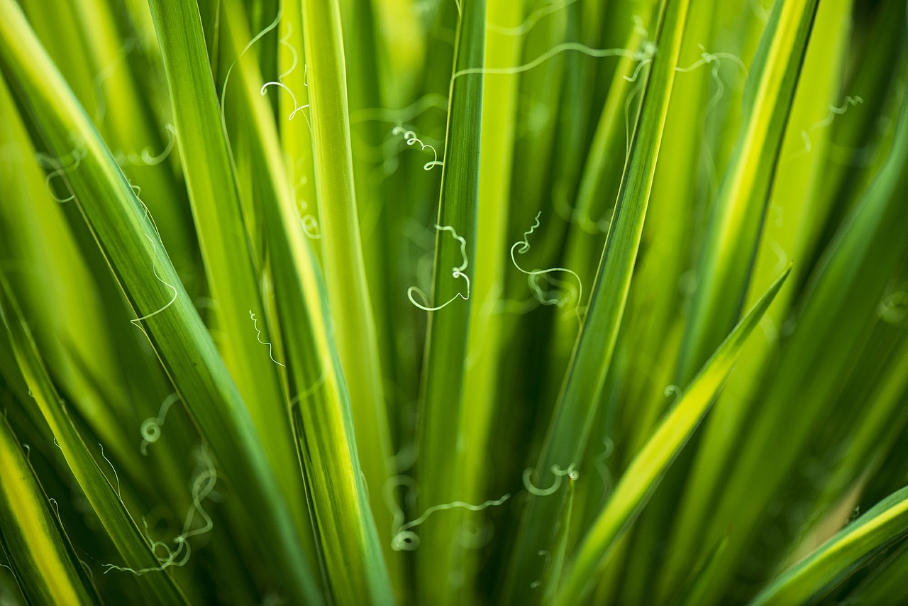 Image - leaves green environmental flora