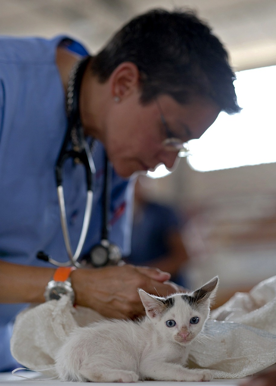 Image - kitten veterinarian feline doctor