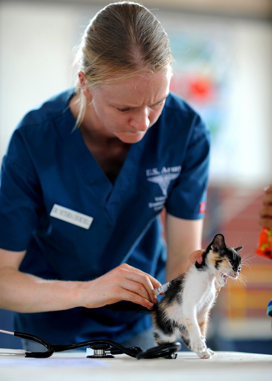 Image - kitten veterinarian feline doctor