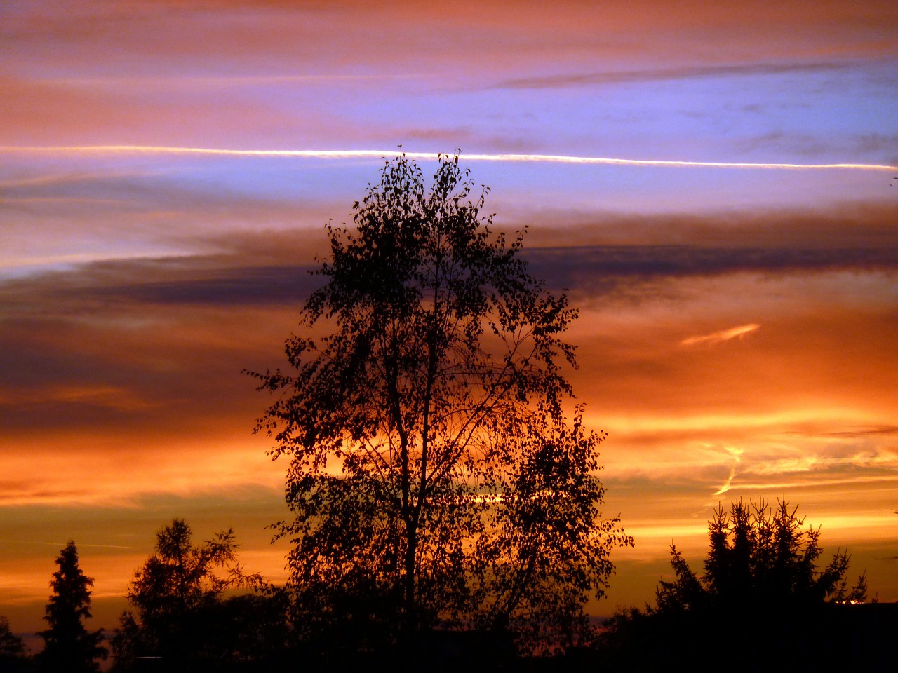 Image - sunset tree silhouette colorful