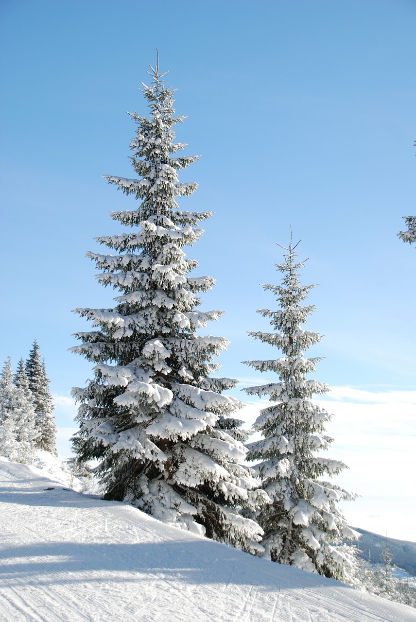 Image - winter snow tree den