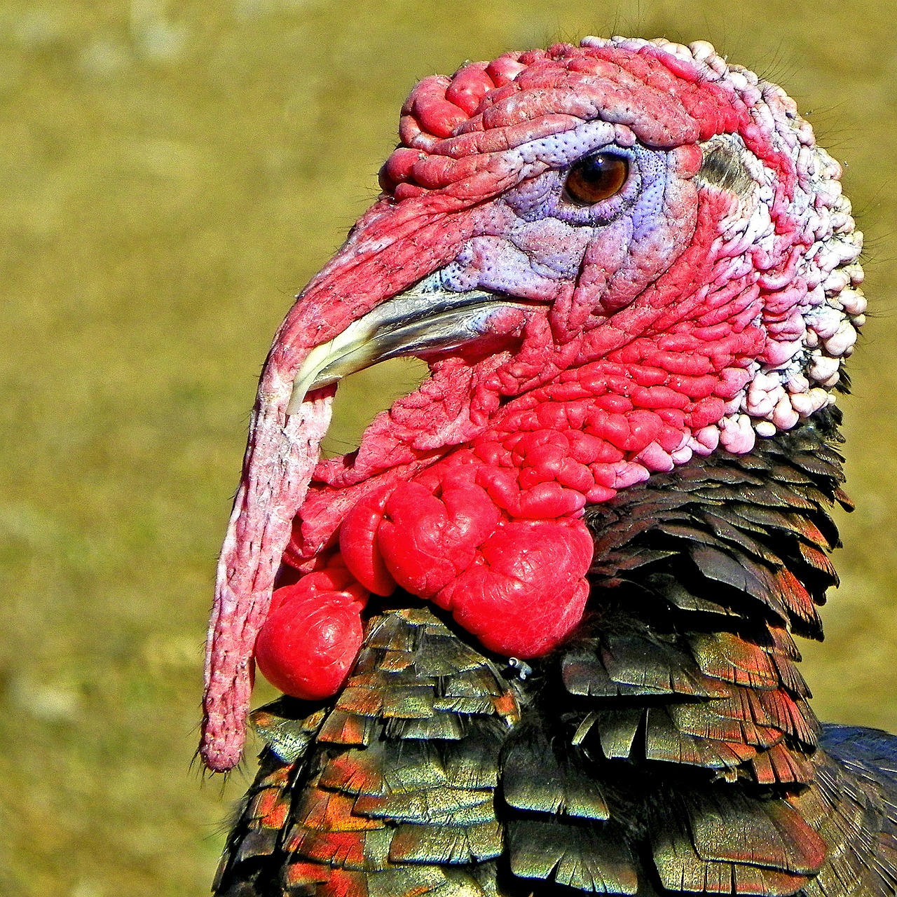 Image - turkey nature zoology animal bird