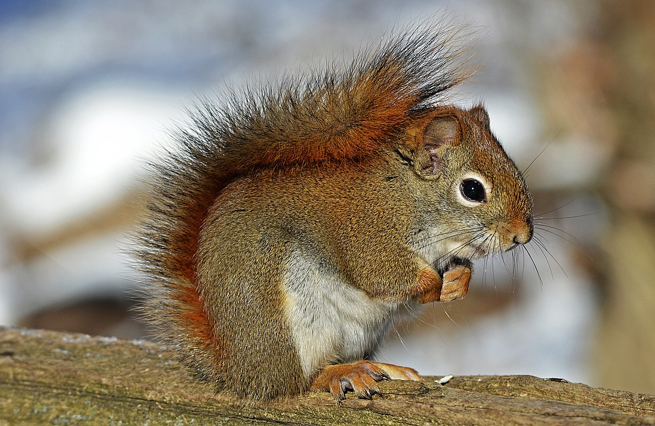 Image - red squirrel rodent nature wildlife