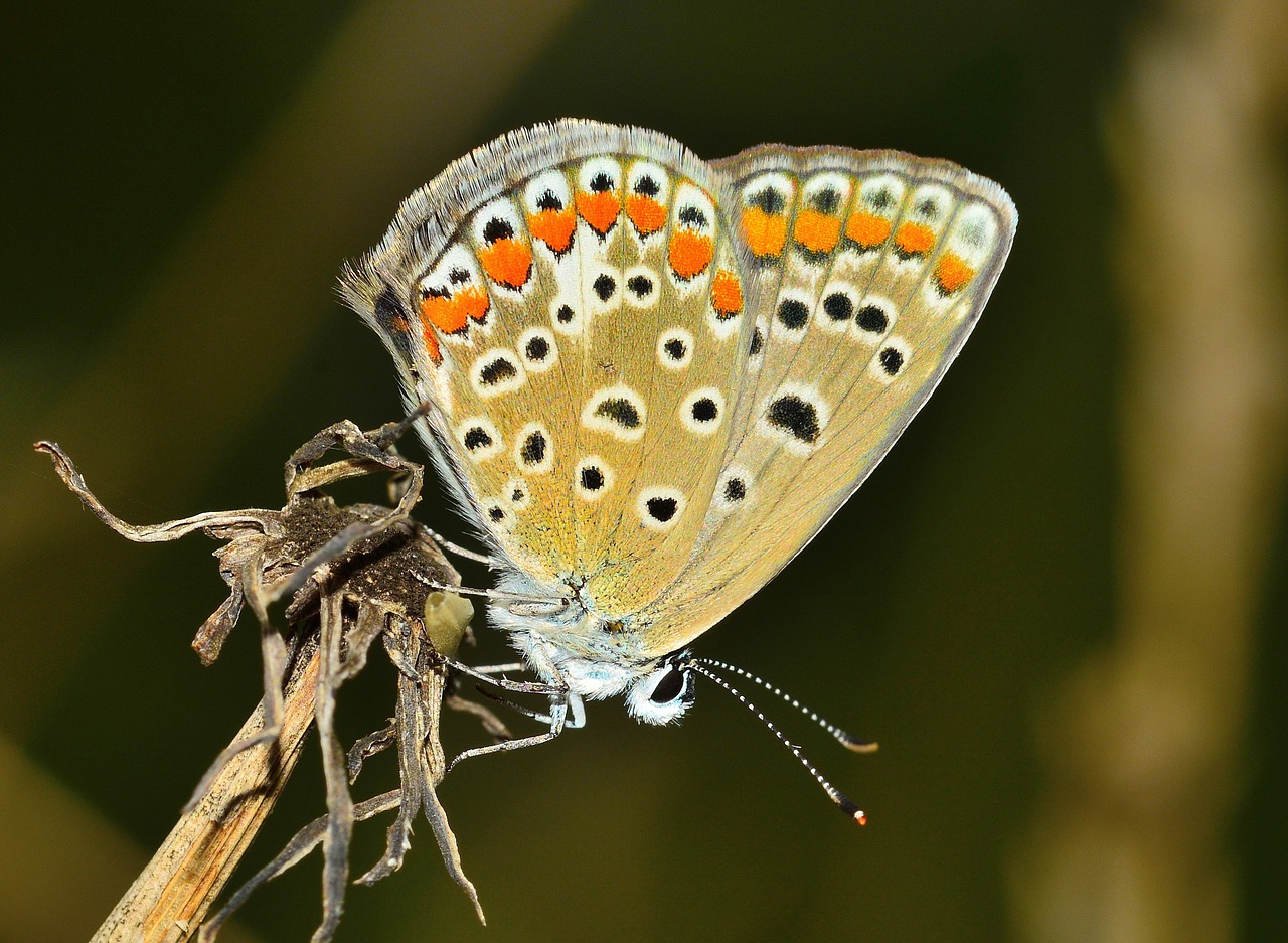 Image - insects butterfly moth