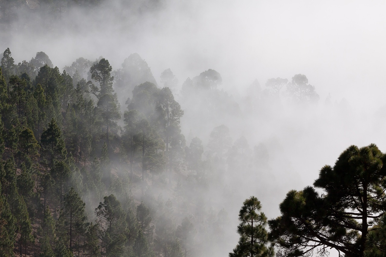 Image - fog outlines pine trees mysterious