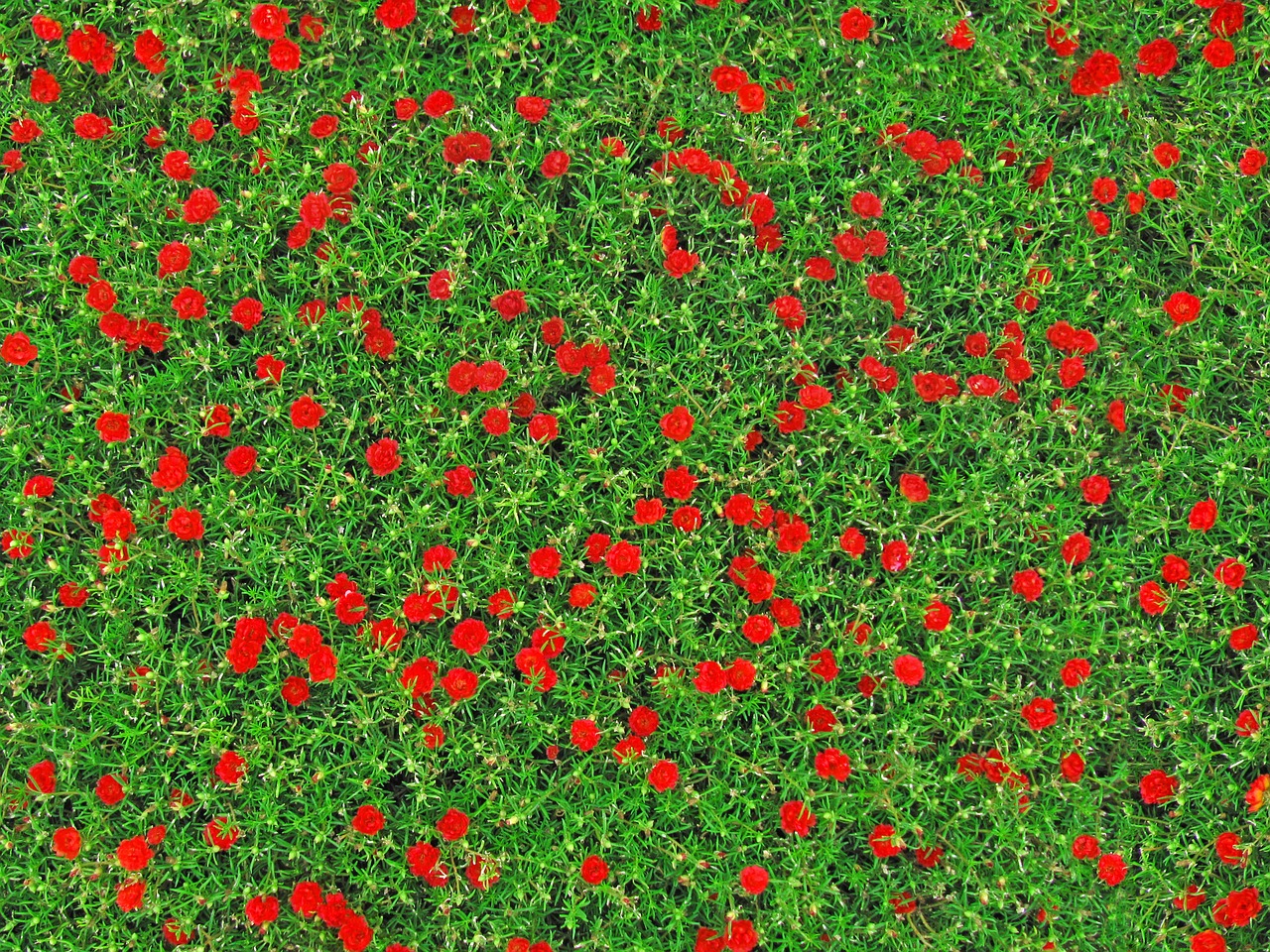 Image - carnations flowers texture pinks