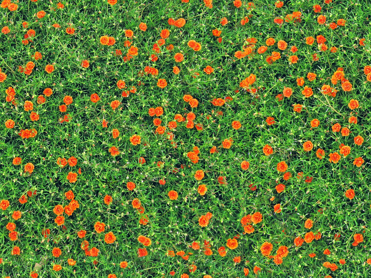 Image - carnations flowers seamless texture