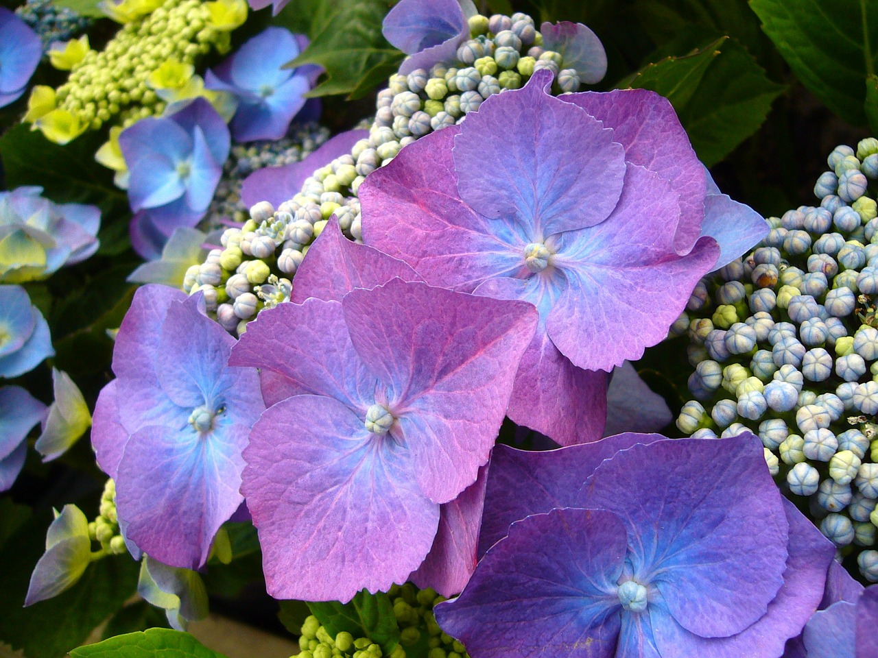 Image - blue hydrangea flowers floral bloom