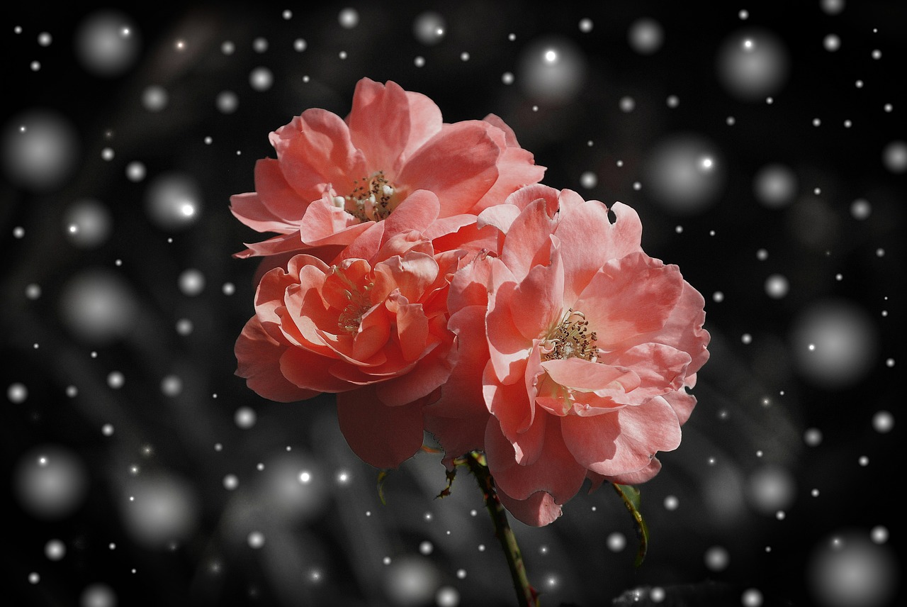 Image - rose flower flowers plant fantasy