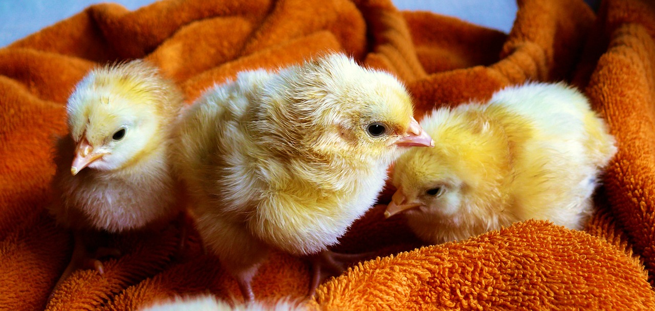 Image - chicks animal fluffy poultry