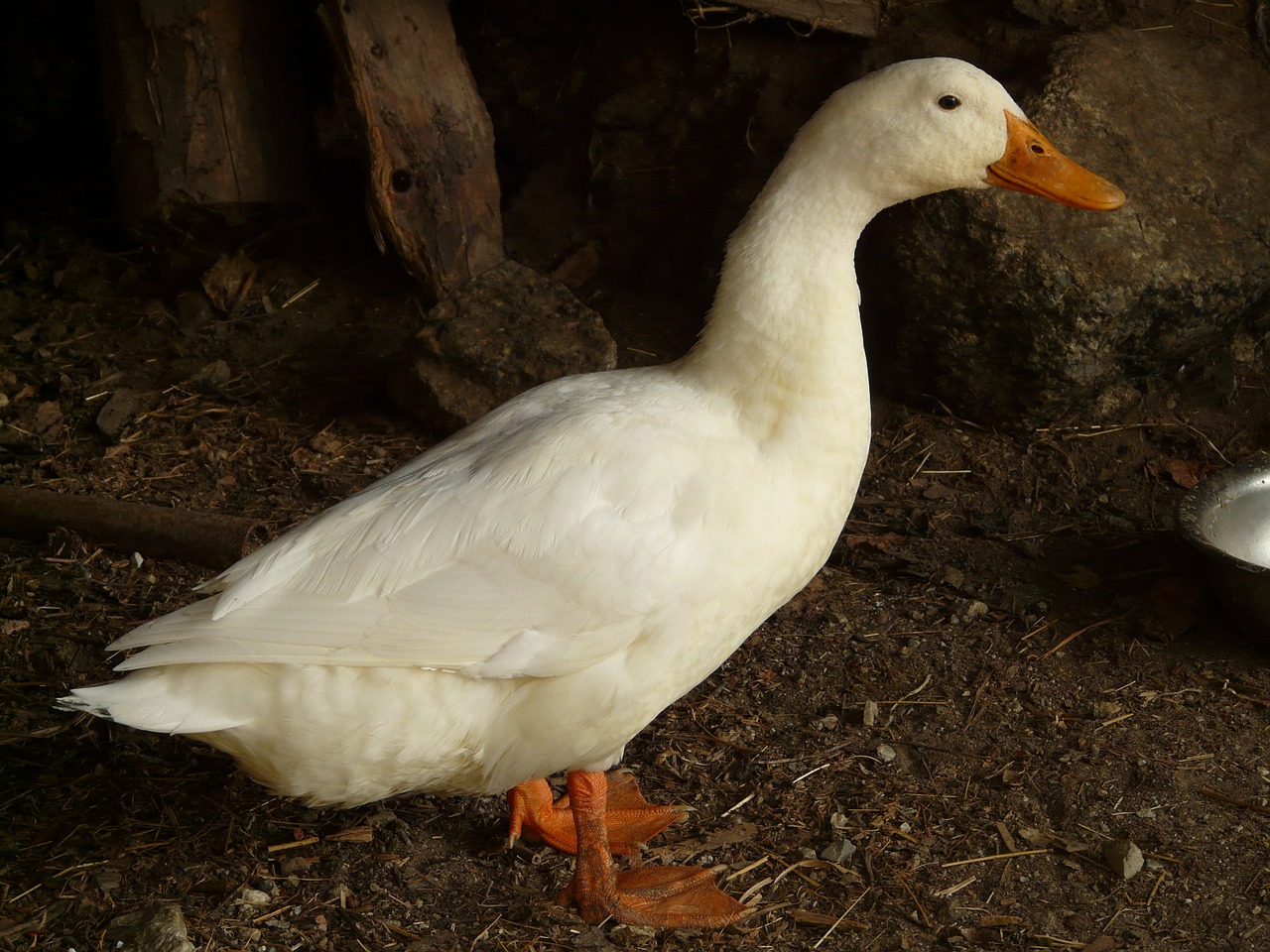 Image - animal duck white farm peking duck