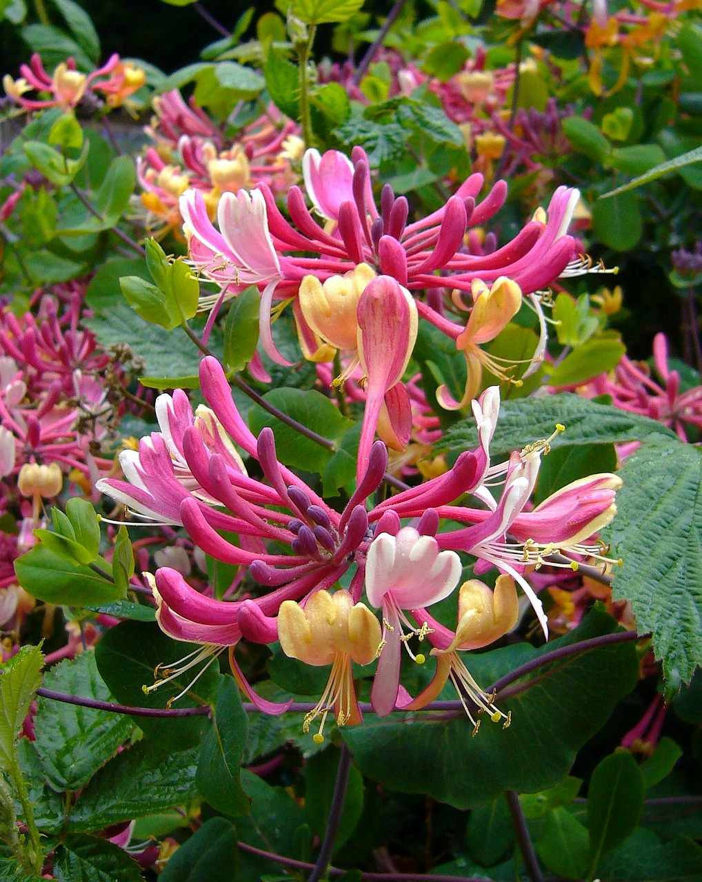 Image - honeysuckle shrub flowers floral