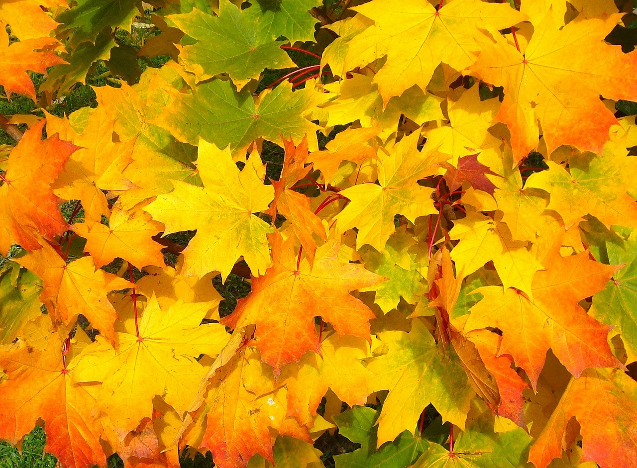 Image - leaves autumn fall colorful yellow