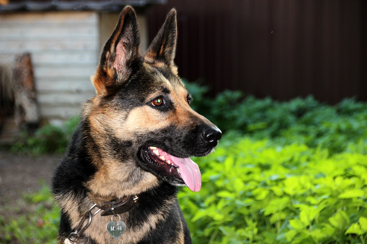 Image - shepherd german shepherd portrait