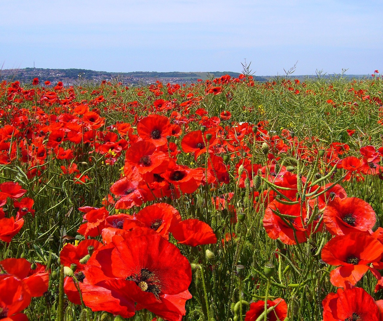 Image - papaver rhoeas poppy field poppies