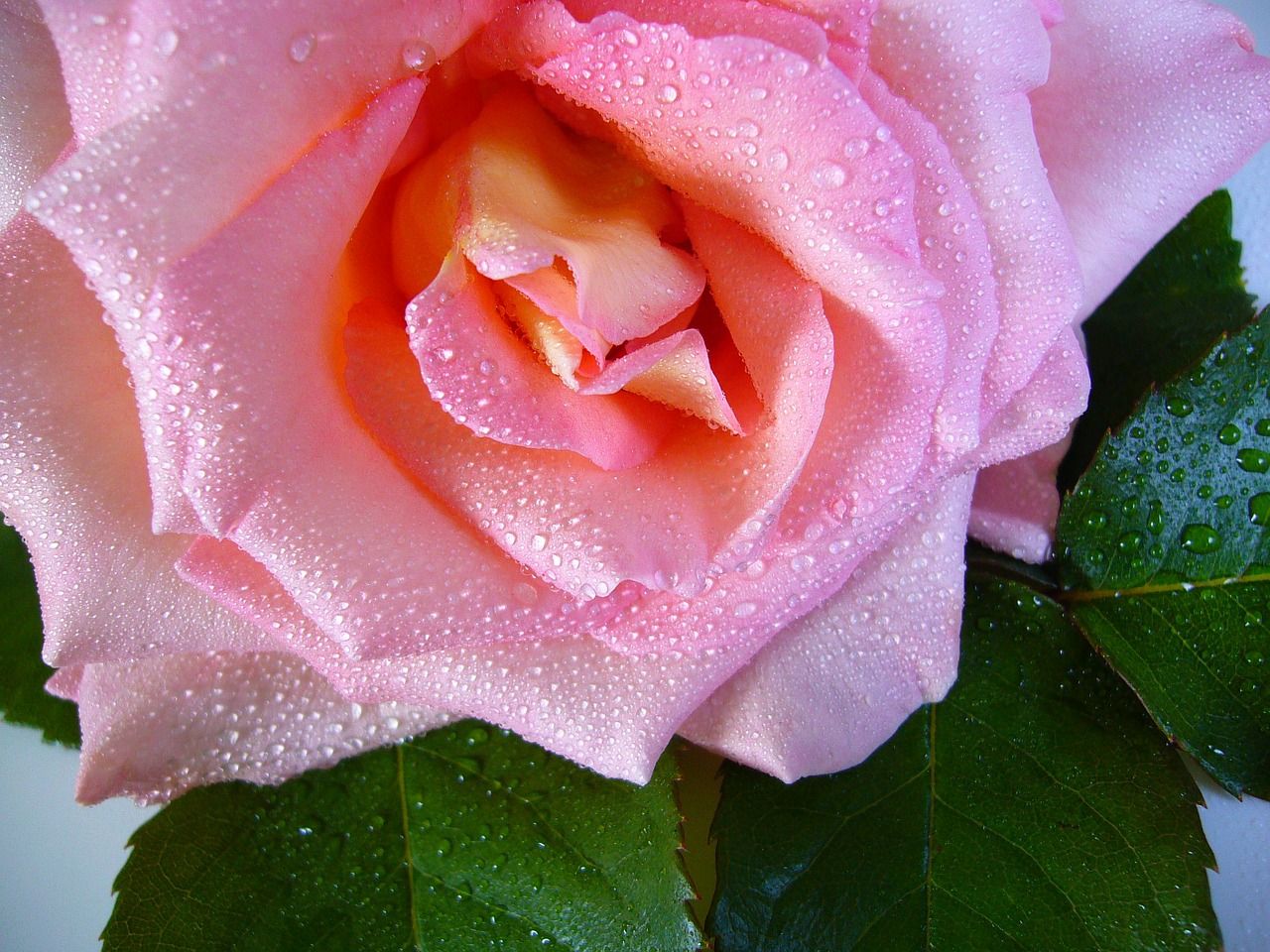 Image - raindrop rose water drops pink