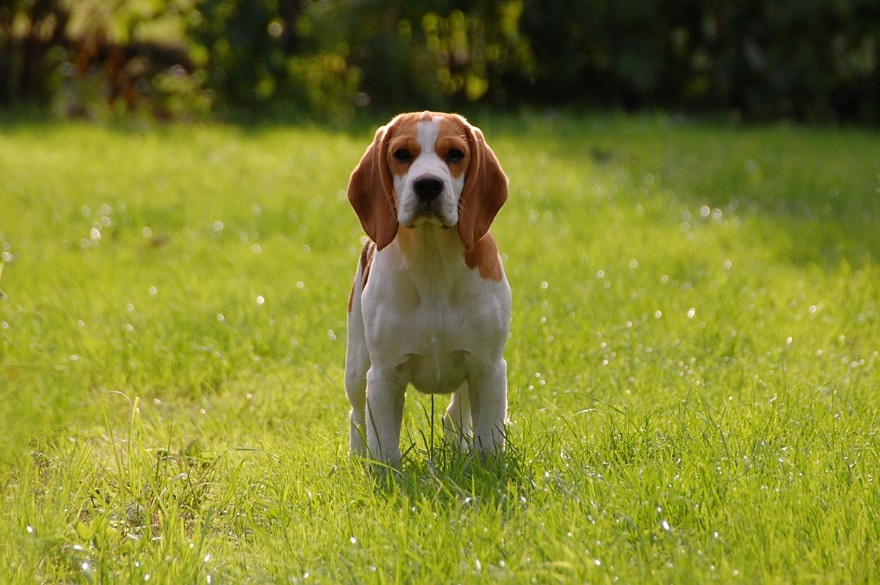 Image - dog puppy beagle doggy animal