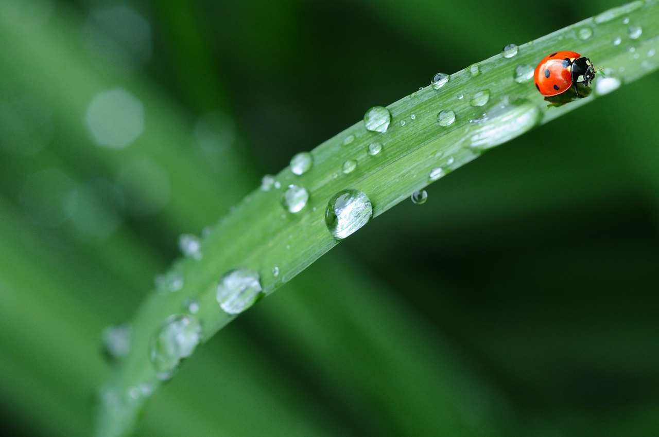 Image - ladybug drop of water rain leaf