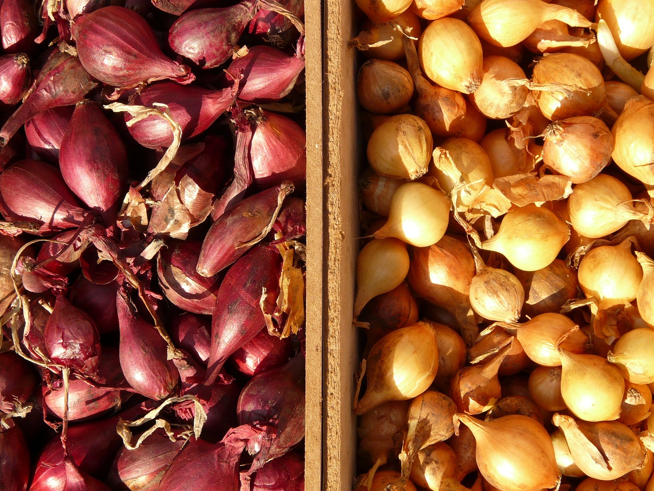 Image - shallot shallots noble onion onion